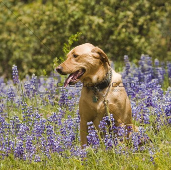 Quail, Deer & dogs