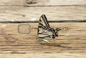 Western Tiger Swallowtail butterfly