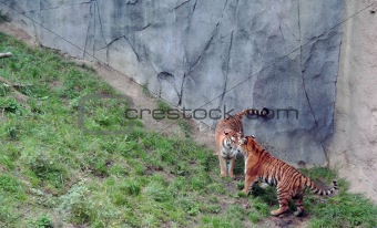 Tigers stand off