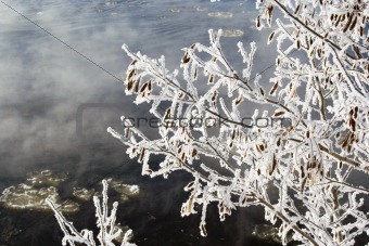 Frost branches over river