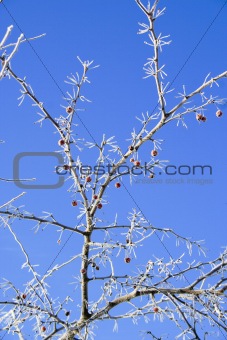 Frosted branch with red berries