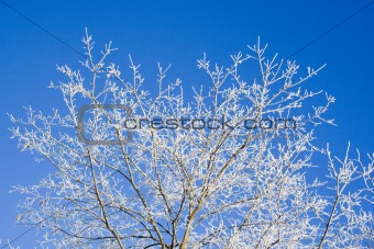 Frost covered tree branches