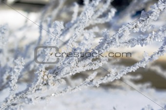 Crystallize snow on tree branch