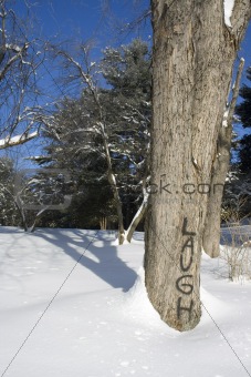 Graffiti on tree