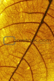 yellow leaf texture
