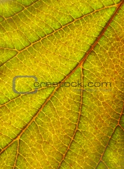 green yellow leaf textrue background