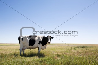 Copy Space Cow