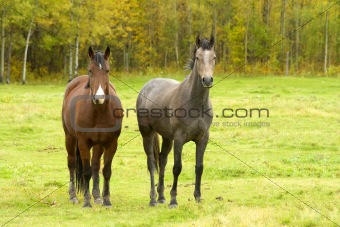 Two horses in autumn field