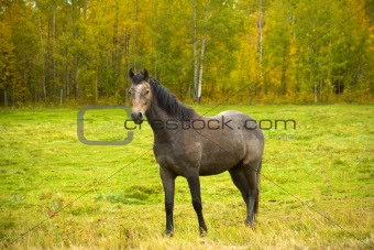 Single horse in fall field