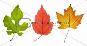 three leaves in different colors