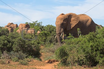 Herd of Elephants in the African Bush