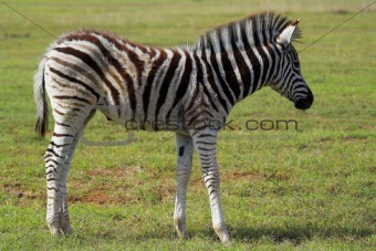 Zebra Fawn
