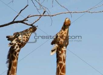 Giraffes Stretched to the Limit