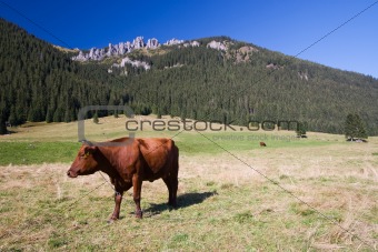 Cows on The Pasture
