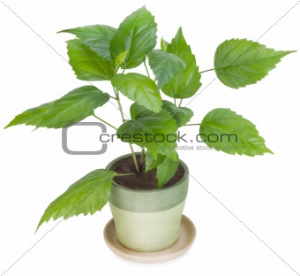 Sapling a favourite indoor plant 