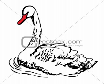 white swan 