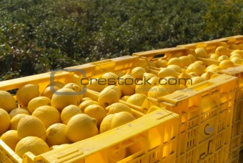 Lemon harvest