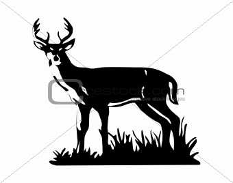 Realistic deer vector