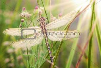 young dragonfly 