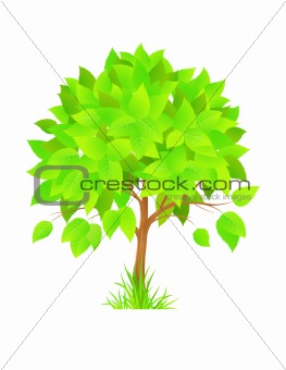 Beautiful green tree