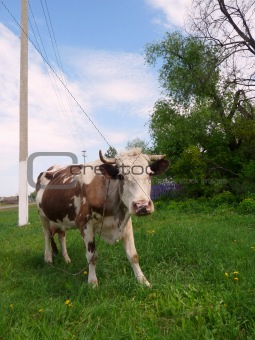 Motley Cow in rural areas 