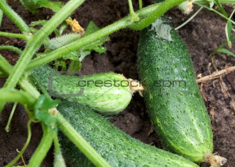 Green cucumbers on a bed.