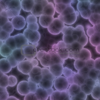 bacteria purple positive
