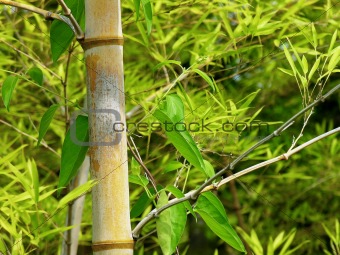 Bamboo branch detail