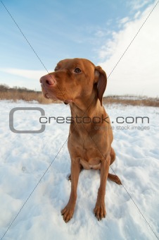 Vizsla Dog Sitting in a Snowy Winter Field.