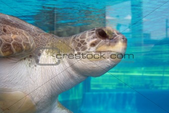 Sea Turtle at an Aquarium