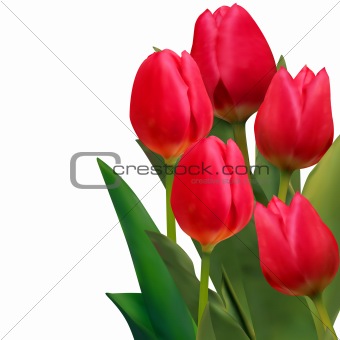 Beautiful red tulips card template. EPS 8
