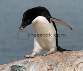 Adelie Penguin 2