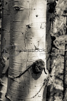 Aspen Bark Closeup