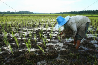 Farmer and Rice Field