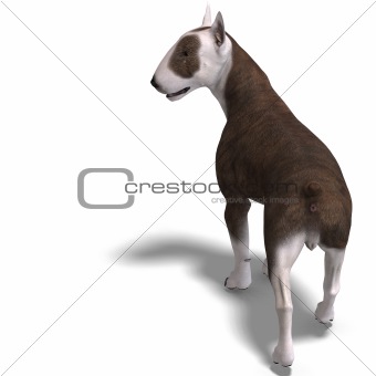 Bull Terrier Dog