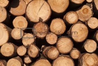 Close Up Timber