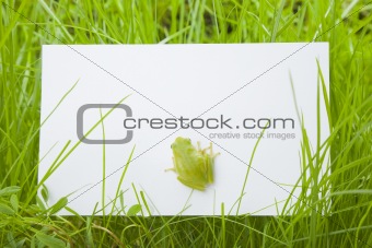 White card in grass with a tree frog