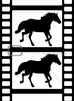 Horse on Film