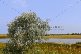 Wild olive tree above salt lake
