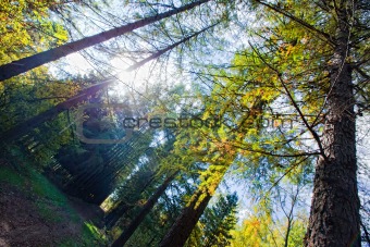 Autumn forest with Larches alley