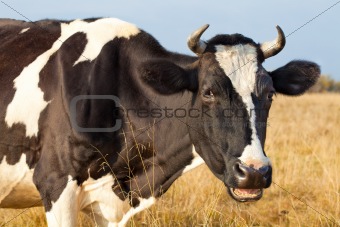 Cow close up