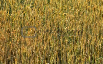 Cereals field
