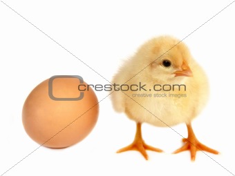 Chicken and egg isolated on white background 
