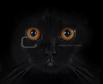 portrait of a black British cat