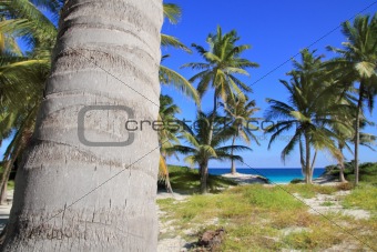 coconut palm trees Caribbean tropical beach