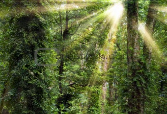 sunshine through trees in rain forest