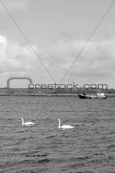 two white swans in sea