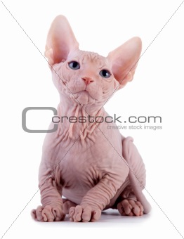 The Canadian sphynx on a white background