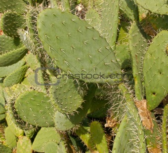 Opuntia,prickly pears