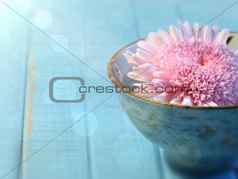 Close up of chrysanthemum flower in bowl